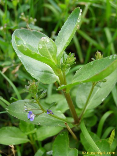 Image of plant Veronica beccabunga