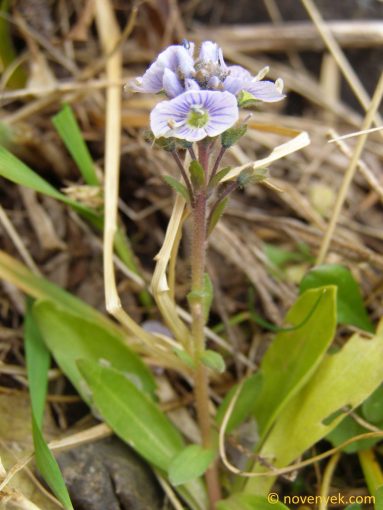 Image of plant Veronica gentianoides