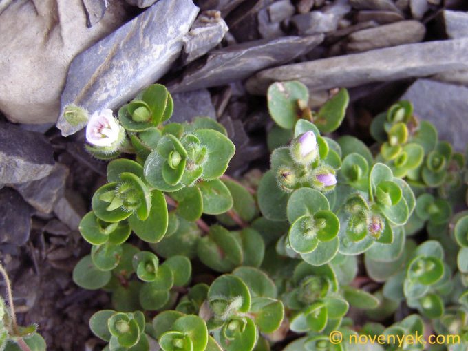 Image of plant Veronica glareosa