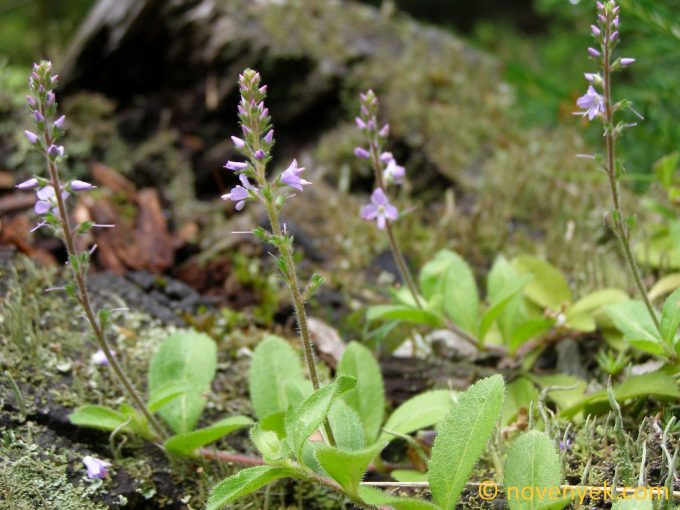 Image of plant Veronica officinalis