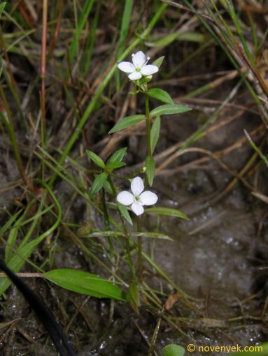 Image of plant Veronica scutellata