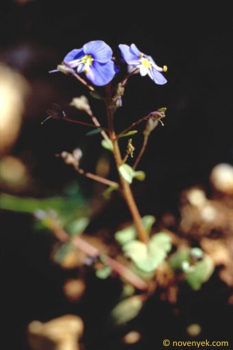 Image of plant Veronica syriaca