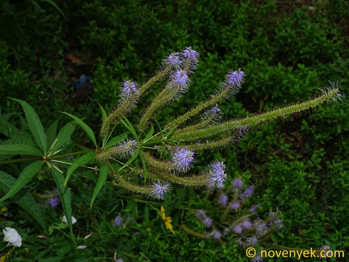 Image of plant Veronicastrum virginicum
