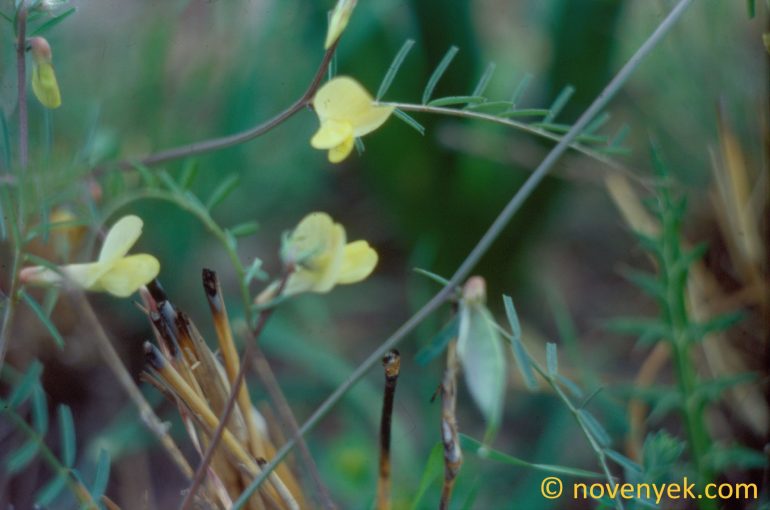 Image of plant Vicia anatolica