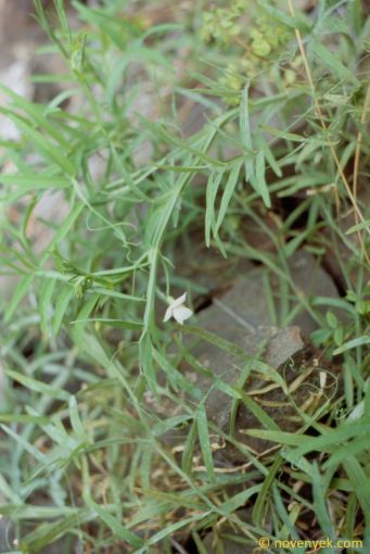 Image of plant Vicia articulata