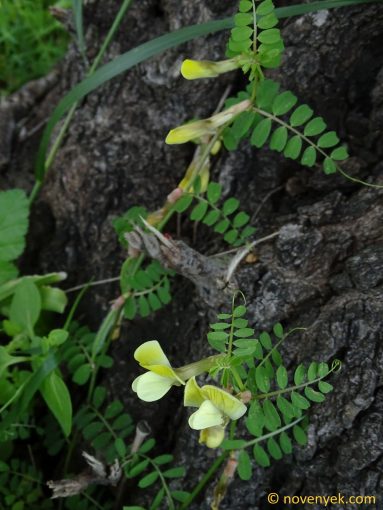 Image of plant Vicia hybrida