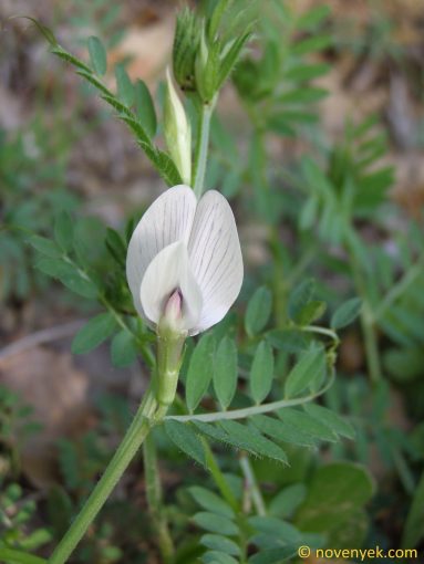 Image of plant Vicia lutea