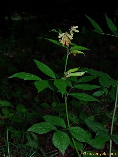 Image of plant Vicia oroboides