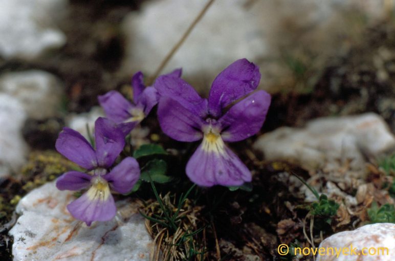 Image of plant Viola alpina