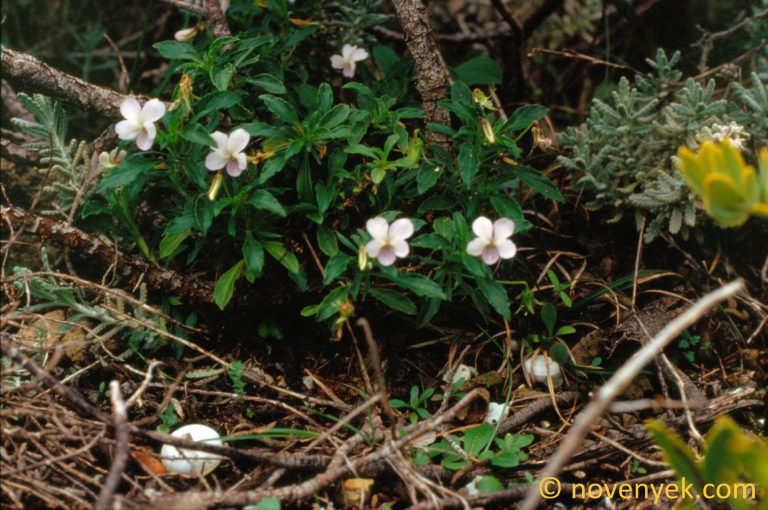 Image of plant Viola arborescens