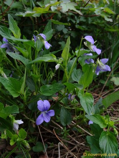 Image of plant Viola canina