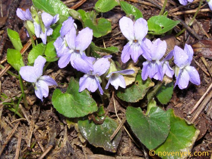 Image of plant Viola collina