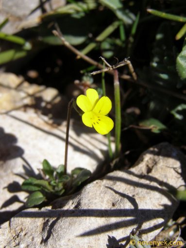Image of plant Viola demetria