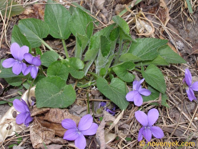 Image of plant Viola hirta