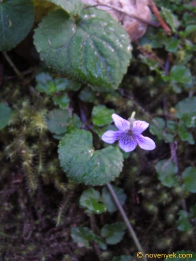 Image of plant Viola nannei