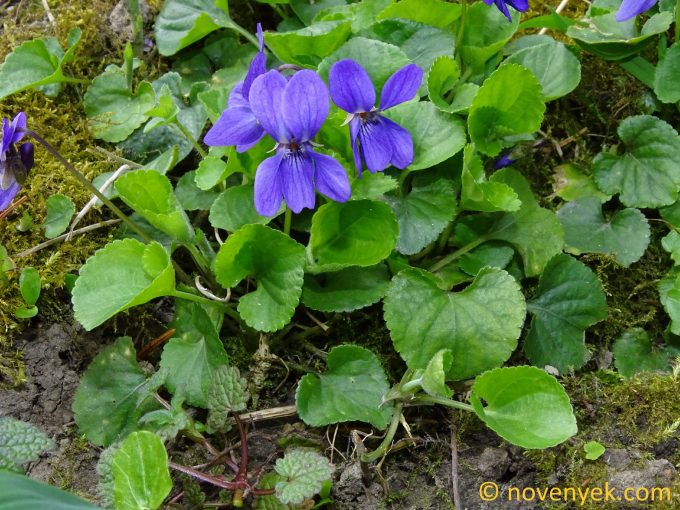Image of plant Viola odorata