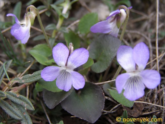 Image of plant Viola rupestris