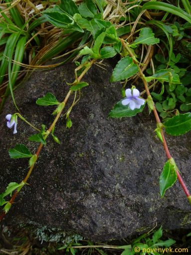 Image of plant Viola stipularis