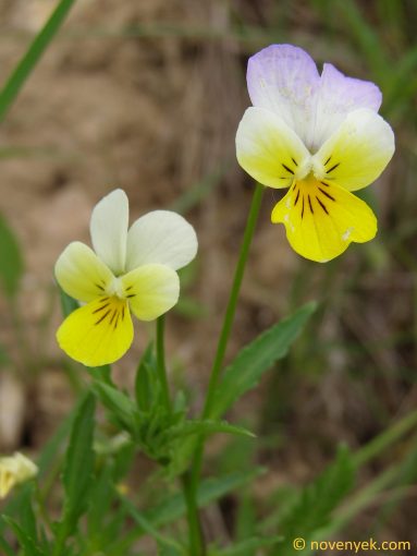 Image of plant Viola tricolor