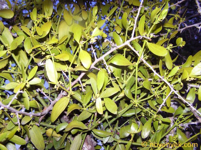 Image of plant Viscum cruciatum