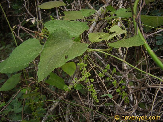 Image of plant Vitis tiliifolia