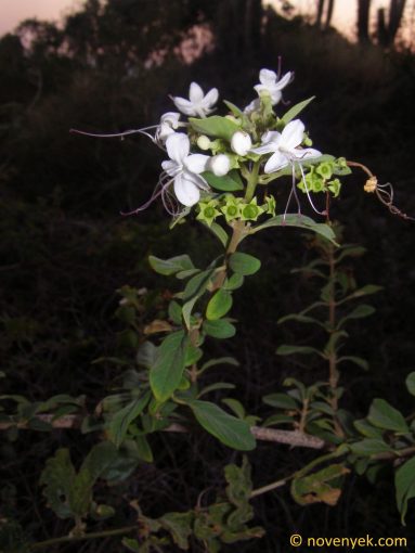 Image of plant Volkameria aculeata