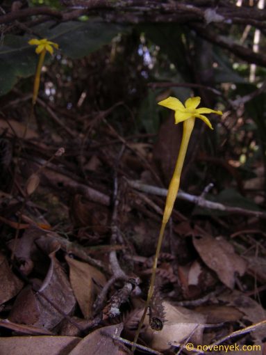 Image of plant Voyria aphylla