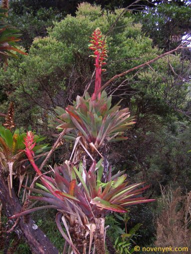 Image of plant Vriesea ororiensis