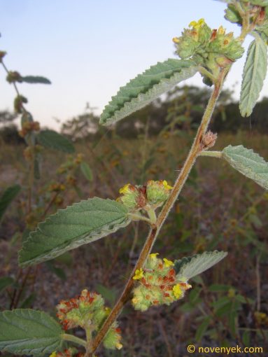 Image of plant Waltheria indica