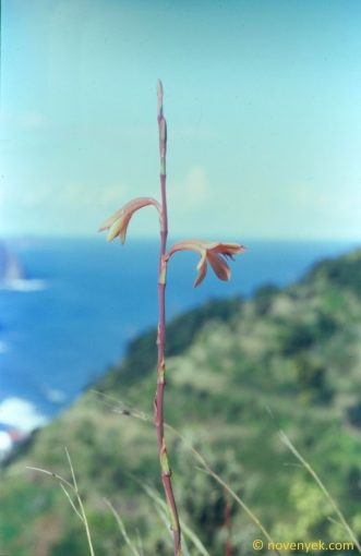 Image of plant Watsonia meriana