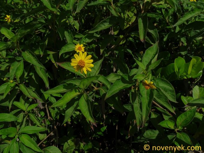 Image of plant Wedelia calycina