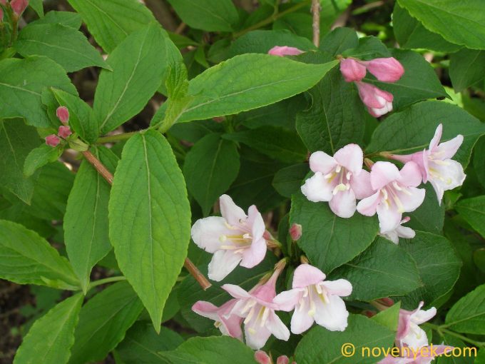 Image of plant Weigela floribunda