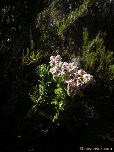 Image of plant Westoniella eriocephala