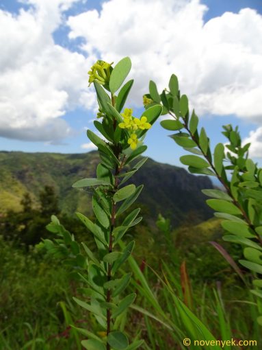Image of plant Wikstroemia indica