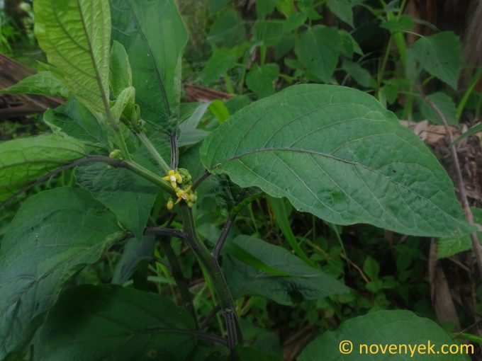 Image of plant Witheringia solanacea