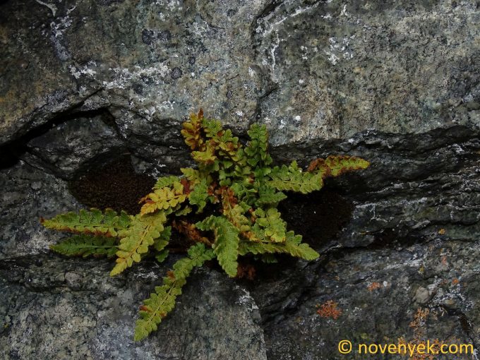 Image of plant Woodsia alpina