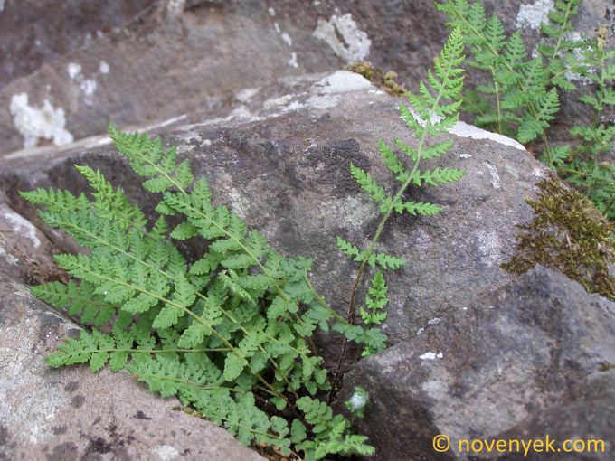 Image of plant Woodsia ilvensis