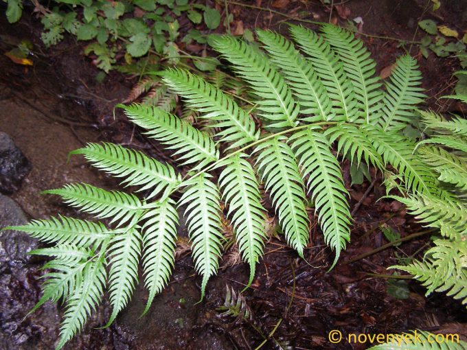 Image of plant Woodwardia radicans
