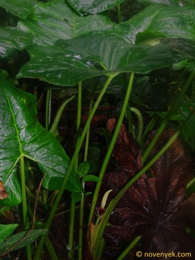 Image of plant Xanthosoma purpureomaculatum