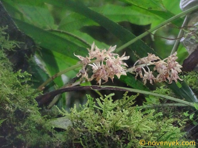 Image of plant Xylobium leontoglossum