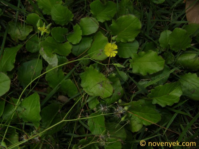 Image of plant Youngia japonica