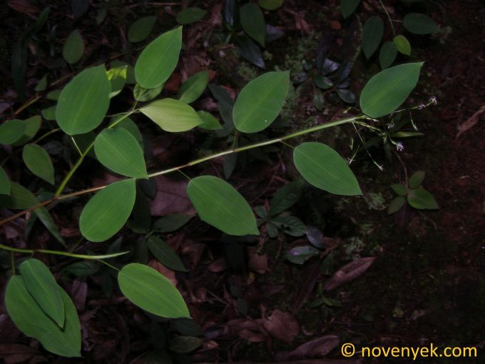 Image of plant Zeugites americanus