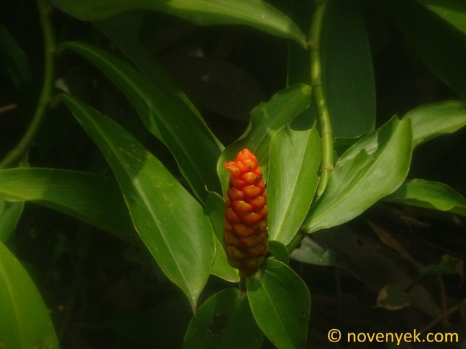 Image of plant Zingiber zerumbet