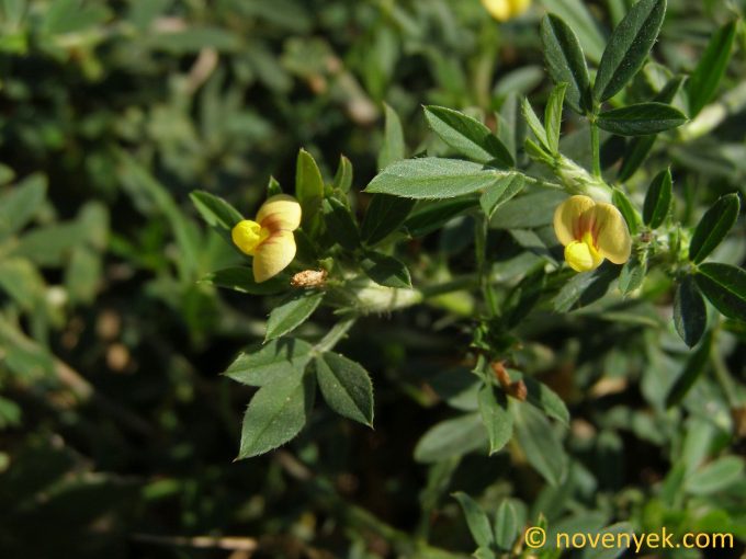 Image of plant Zornia reticulata
