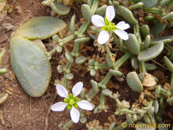 Image of plant Zygophyllum dumosum