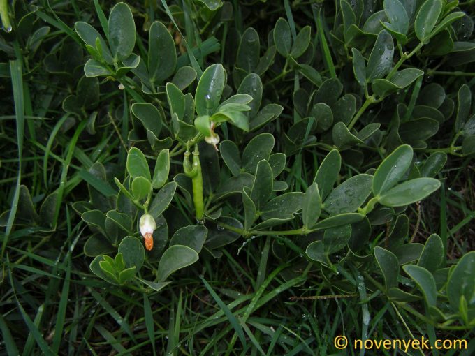 Image of plant Zygophyllum fabago