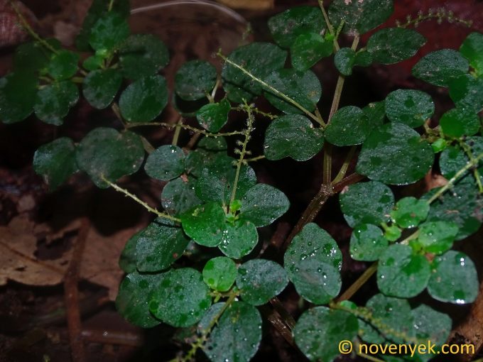 Image of plant Dysopsis paucidentata