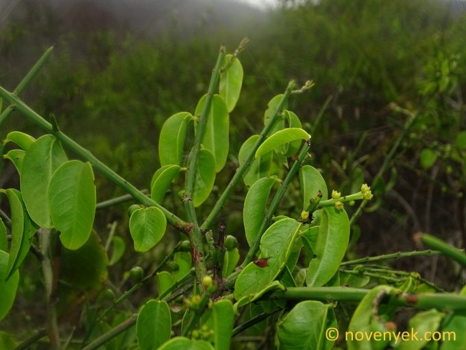 Image of plant Scutia spicata
