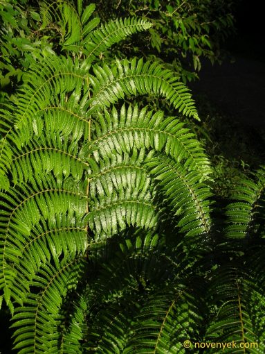 Image of undetermined plant Costa Rica Pteridophyta (10)