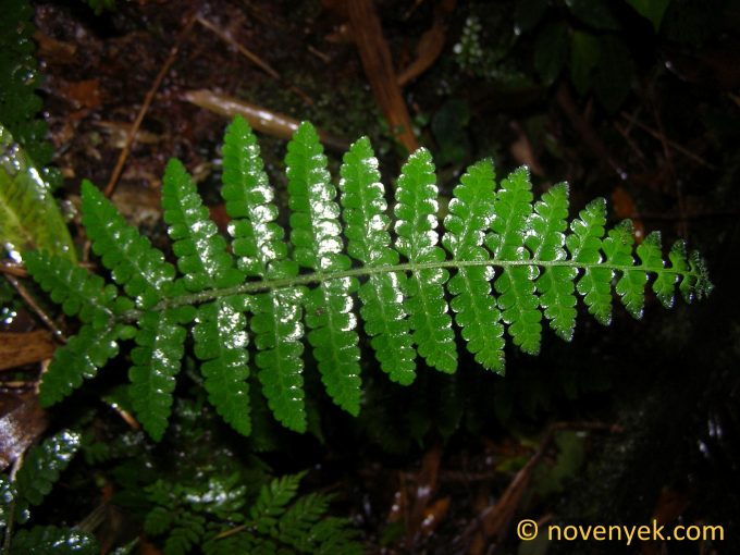 Image of undetermined plant Costa Rica Pteridophyta (11)